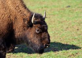 furry brown buffalo eats grass