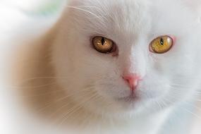 Cat Pet Domestic
