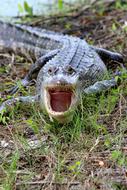Alligator Danger Wild
