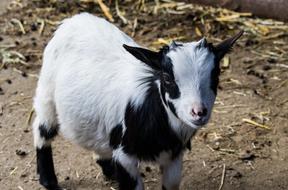 Goat Mammal Animal