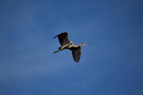 Animal Sky Bird Wild