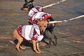 Animal Dog Doggie Miniature