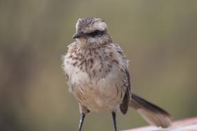 Bird Nature Plumage