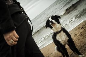 Dog Sea Beach
