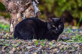 Cat Stray Animal