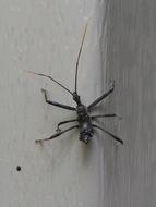 Insect Thorax