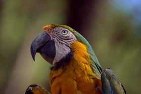 Bird Parrot Exotic