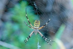 Spider Argiope Hornet Canvas