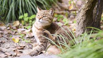 Cat Kitty Kitten