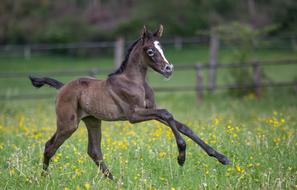 Colt Horse Running