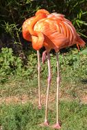 Bird Flamingos Pink
