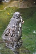Crocodile Alligator Reptile