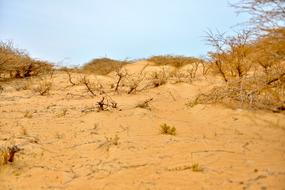 Desert House Landscape