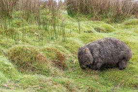 Wombat Marsupial Common