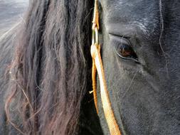 Horse Head Pferdeportrait