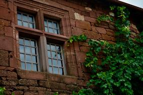 Window Vine Leaves