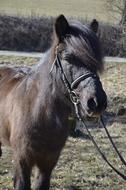 Pony Icelanders Mane Animal