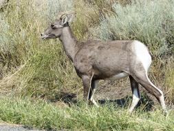 Big Horn Sheep Wildlife Animal