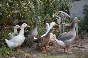 Ducks Poultry Animals