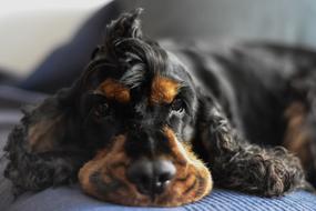 Cocker Spaniel Dog Animal