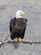 Bald Eagle Bird Wildlife