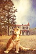 Animal Dog Kangal Guard