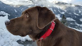 Dog Labrador Mountains