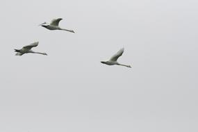 Swan Flying Sky