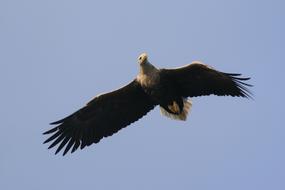 Adler Bird Raptor