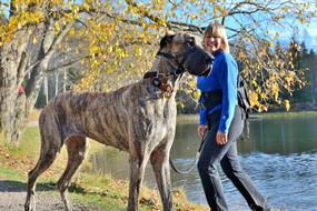 Dog Nature Animal
