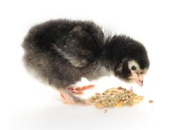 black chicken eats