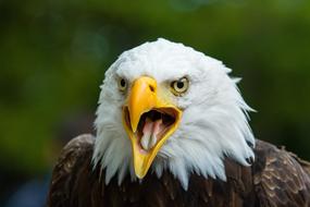 Bald Eagle Raptor Symbol