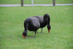 Swans Swan Bird