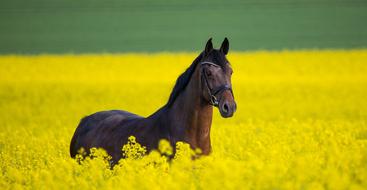 Horse Field Rapeseed