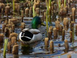 Duck Animal Nature