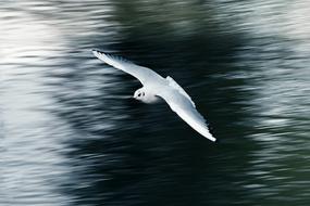 a fast-flying seagull over a lake