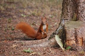 The Squirrel Animal Nice