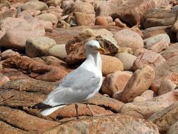 white Seagull Bird in wildlife