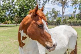 Horse Paint Animal