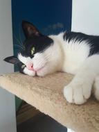 Cat Peaceful Pet