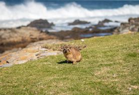 Hyrax South Africa Coast Animal