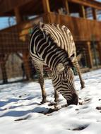 Zebra Zoo Wild