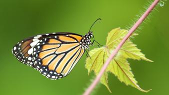 Common Tiger Butterfly