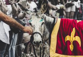 Donkey Donkeys Animal