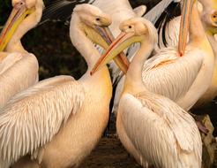 Pelicans Waterfowl Plumage