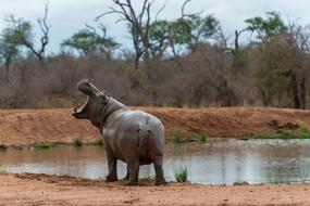 Hippo Animal World