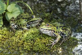 Frogs Water Frog Green