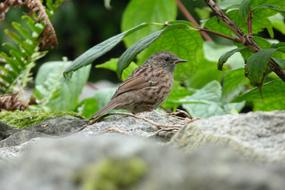 Bird Dunnock Brown