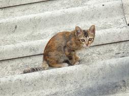 Cat Roof Animal