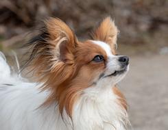 Dog Pet Dwarf Spaniel